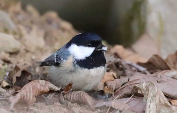 2022年12月26日(月) 埼玉県民の森の野鳥観察記録