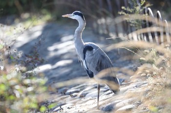 Grey Heron Akashi Park Thu, 11/17/2022