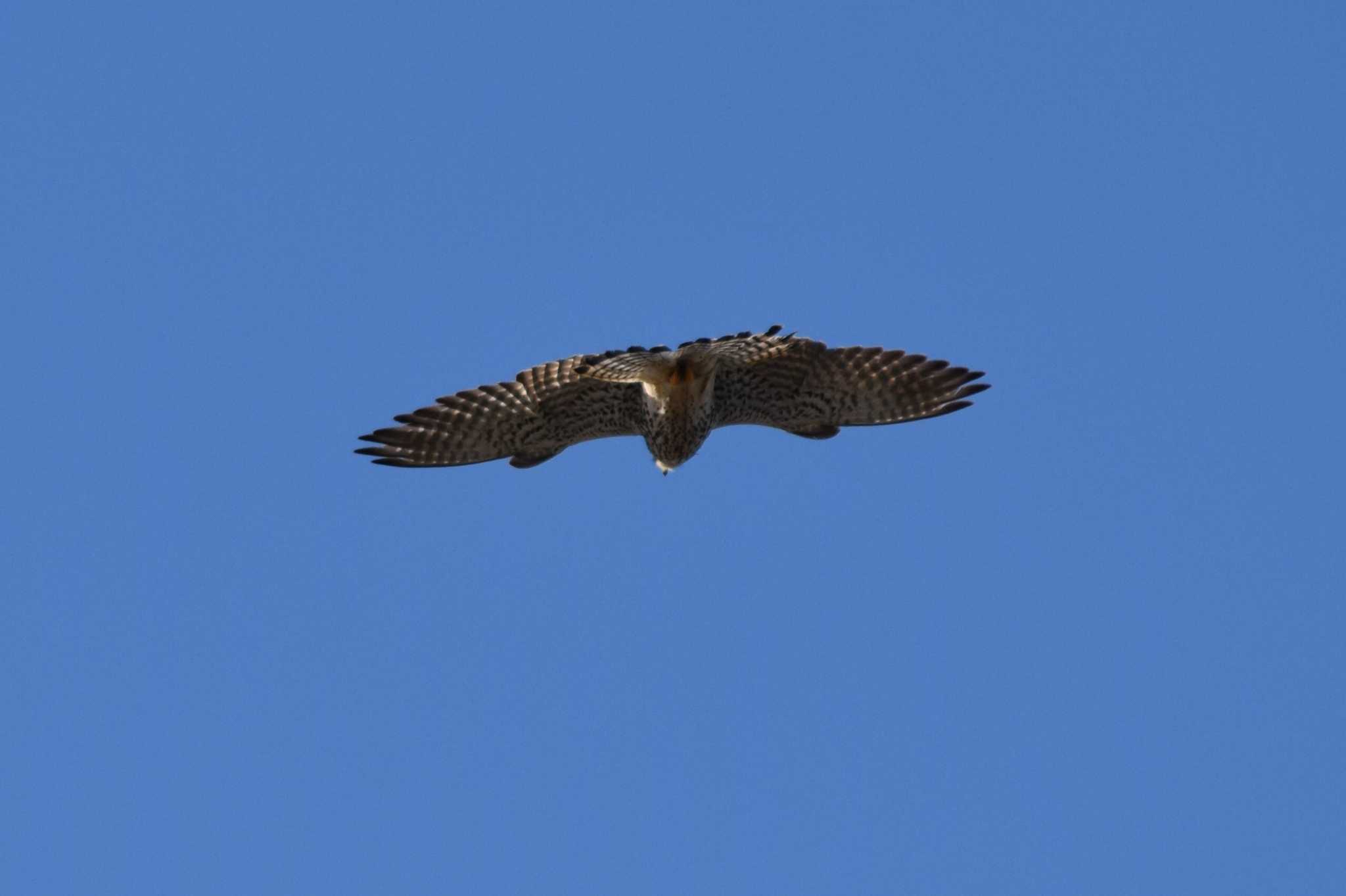 Common Kestrel