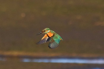 2022年12月26日(月) 伊佐沼の野鳥観察記録