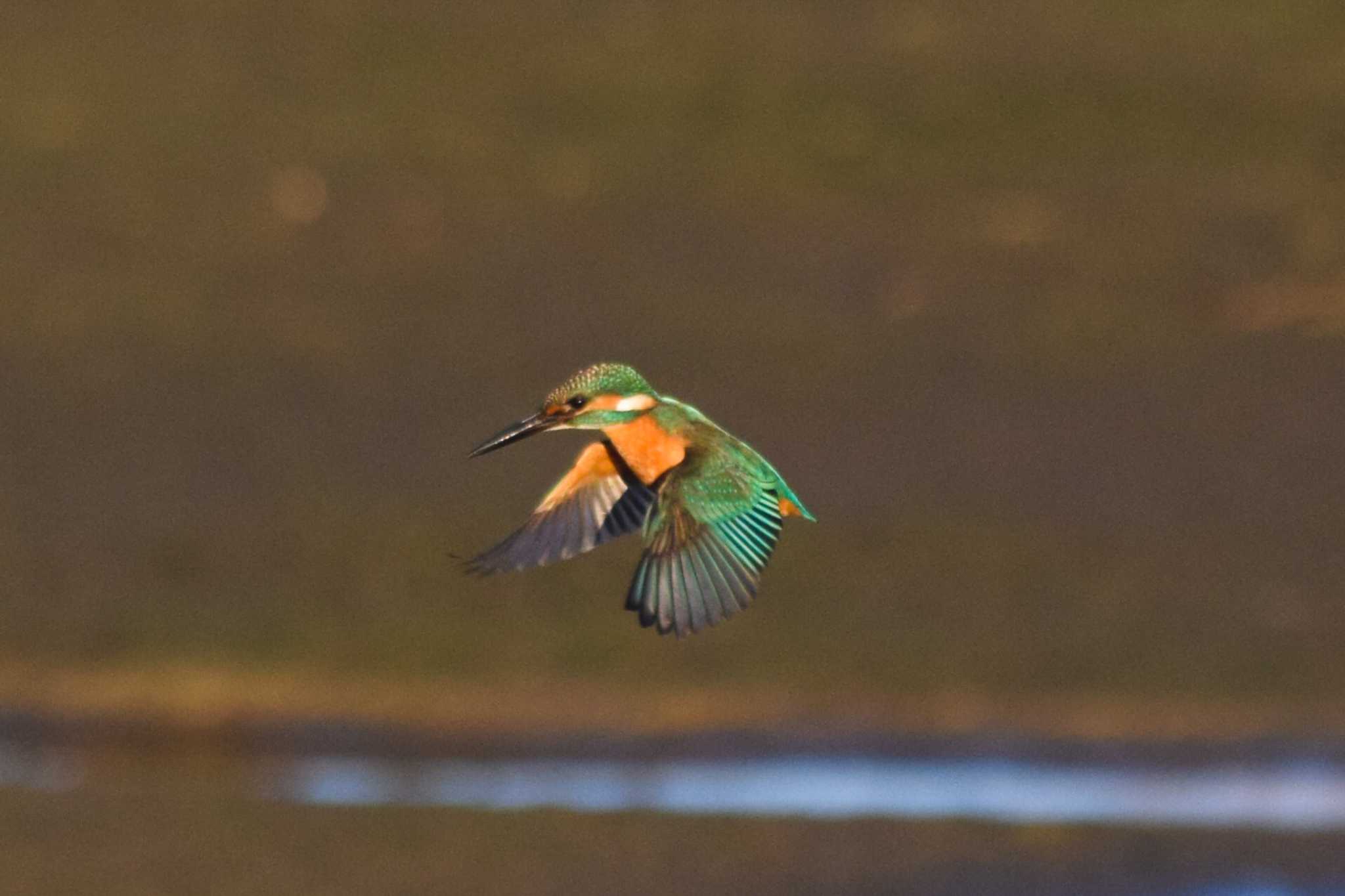 カワセミ初ホバリング by NM🐥📷