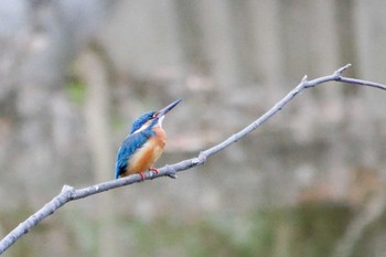 Common Kingfisher Oizumi Ryokuchi Park Thu, 3/15/2018