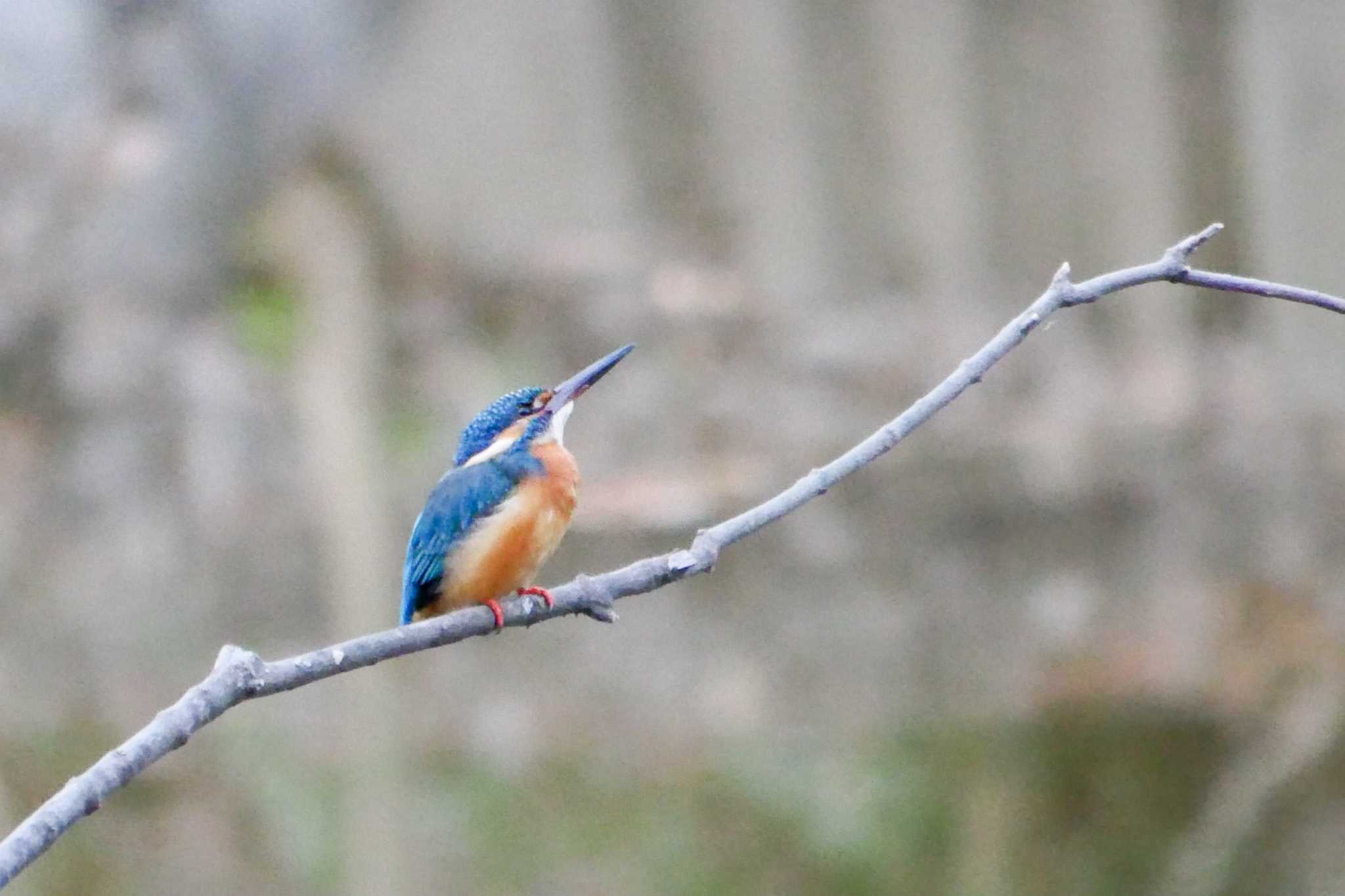 Photo of Common Kingfisher at Oizumi Ryokuchi Park by  Lapolapola Birds