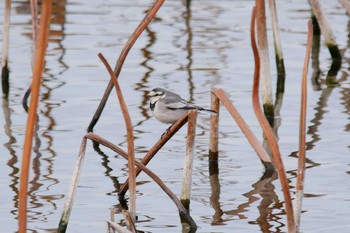 White Wagtail Oizumi Ryokuchi Park Thu, 3/15/2018