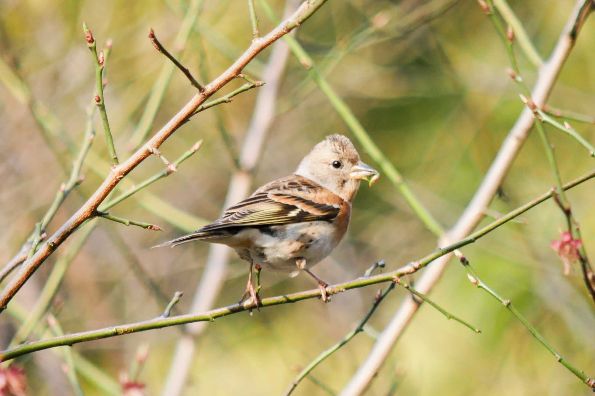 Photo of Brambling at Oizumi Ryokuchi Park by  Lapolapola Birds