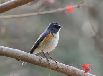 ルリビタキ 東京都立桜ヶ丘公園(聖蹟桜ヶ丘) 2022年12月21日(水)