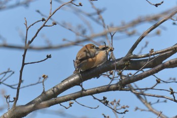 Sat, 3/17/2018 Birding report at Mie-ken Ueno Forest Park