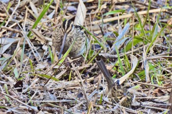 2022年12月25日(日) 舞岡公園の野鳥観察記録