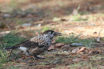 Spotted Nutcracker Miharashi Park(Hakodate) Sat, 3/17/2018