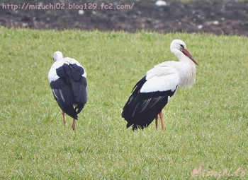 White Stork スイス Sun, 3/11/2018