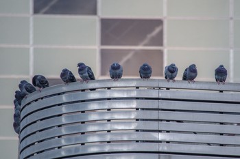 Rock Dove 都内市街地 Mon, 12/26/2022