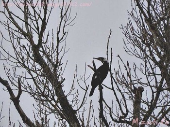 Great Cormorant スイス Sun, 3/11/2018