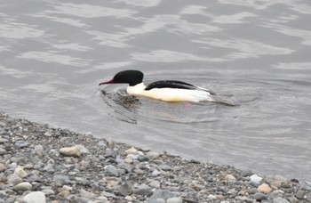 カワアイサ 相模川 2022年12月22日(木)