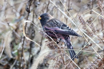 Asian Rosy Finch Mt. Tsukuba Mon, 12/26/2022