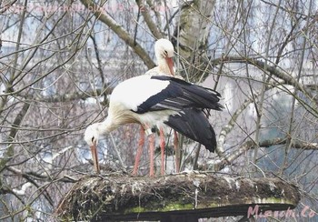 White Stork スイス Sun, 3/11/2018