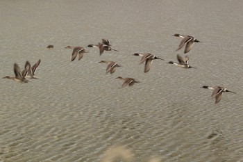 Northern Pintail 兵庫県明石市 Sun, 12/25/2022