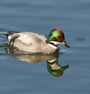 Falcated Duck Unknown Spots Unknown Date