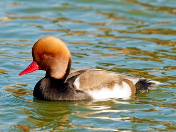 Red-crested Pochard 門真市 Sat, 12/10/2022