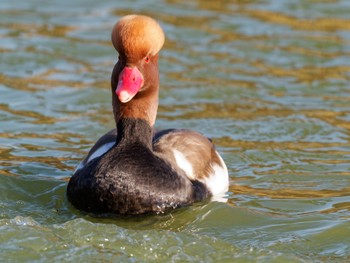 Red-crested Pochard 門真市 Sat, 12/10/2022