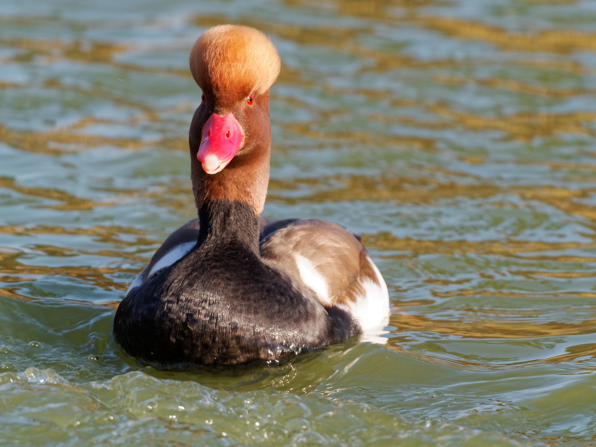 Photo of Red-crested Pochard at 門真市 by speedgame