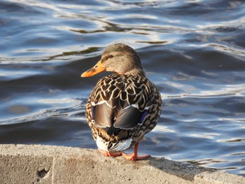 2022年12月26日(月) 大阪府の野鳥観察記録