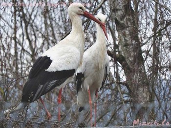 White Stork スイス Sun, 3/11/2018