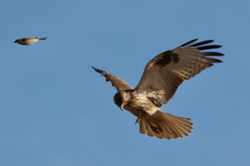 Eastern Buzzard 妙義の鼻 Mon, 12/26/2022