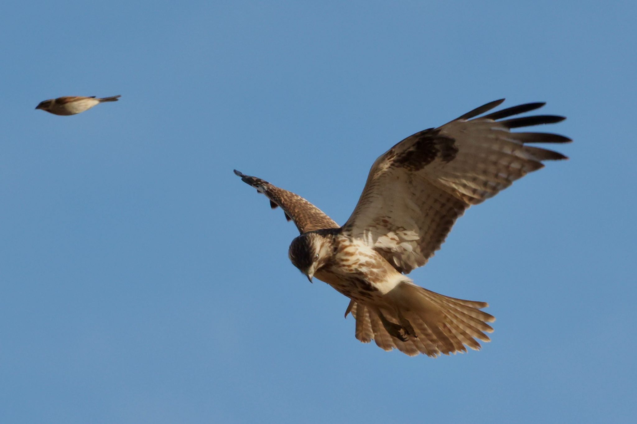 Photo of Eastern Buzzard at 妙義の鼻 by なおんなおん