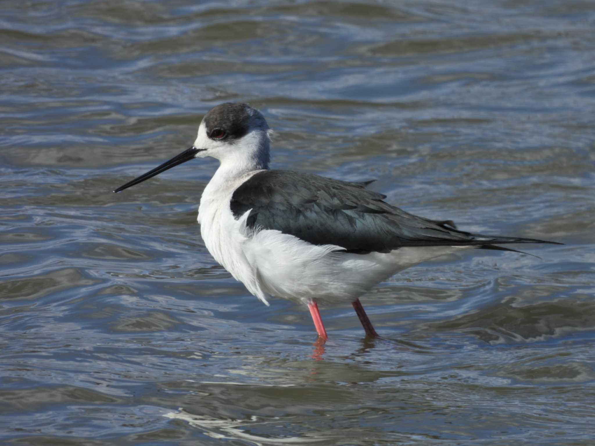 Black-winged Stilt