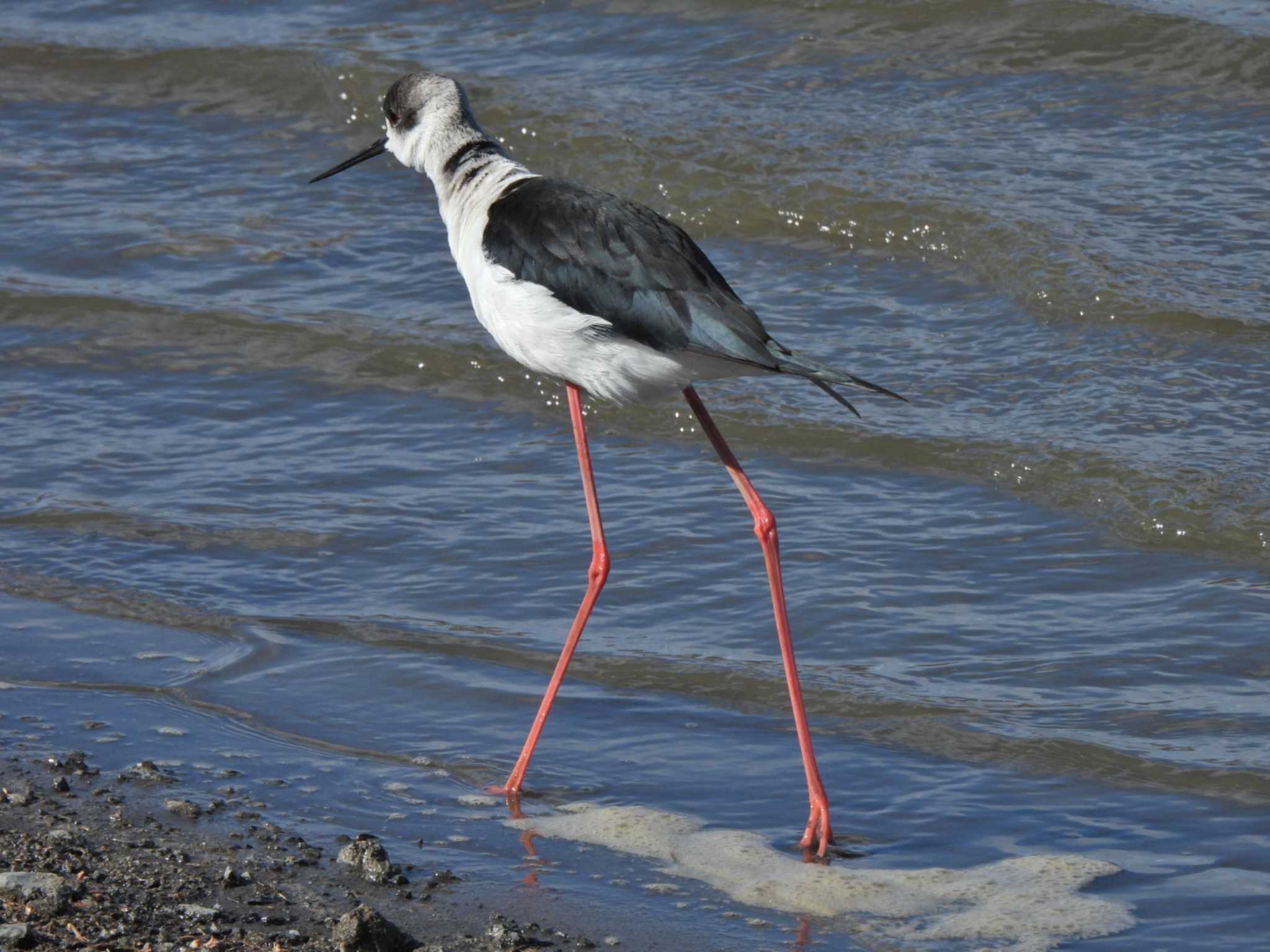 Black-winged Stilt