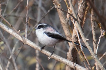 Long-tailed Tit 大阪府 Sun, 12/26/2021