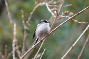 Long-tailed Tit 大阪府 Sun, 12/26/2021