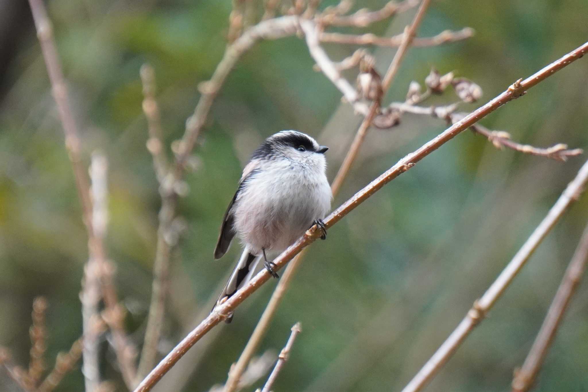 Long-tailed Tit