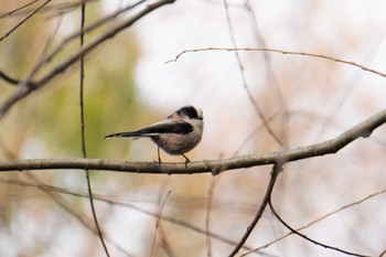 Long-tailed Tit 大阪府 Sun, 12/26/2021