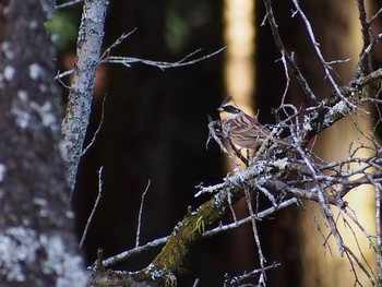 2022年12月26日(月) 小根山森林公園の野鳥観察記録