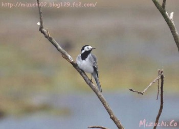 White Wagtail(alba) スイス Sat, 3/11/2017