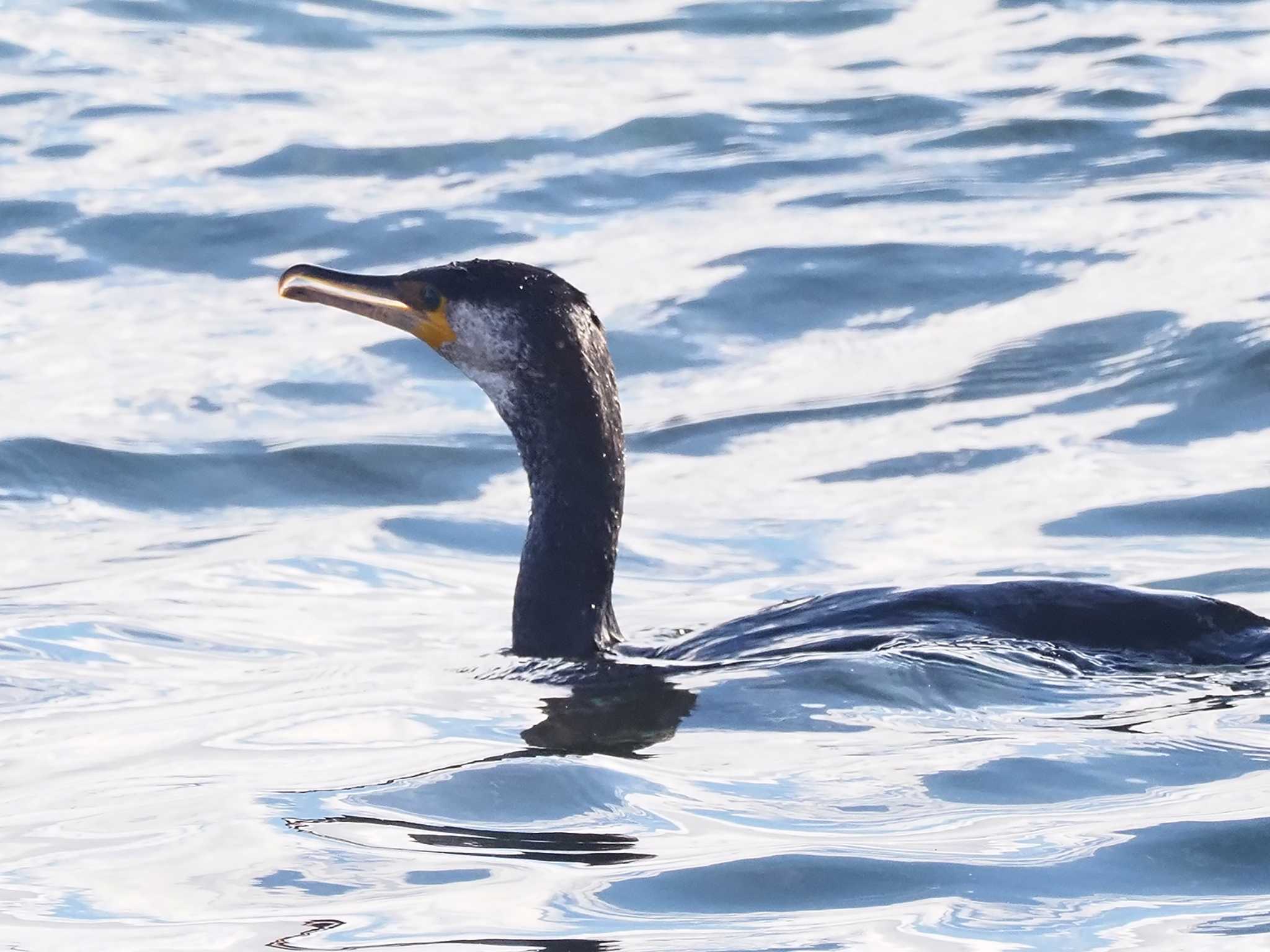 Japanese Cormorant