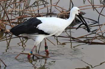 Oriental Stork 兵庫県明石市 Fri, 12/16/2022