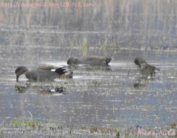 Gadwall スイス Sat, 3/11/2017