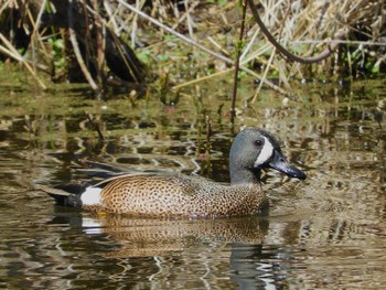 Blue-winged Teal