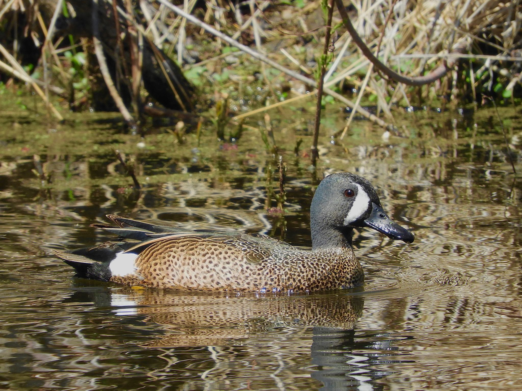 Photo of Blue-winged Teal at Minnesota Valley National Wildlife Refuge by たっちゃん365