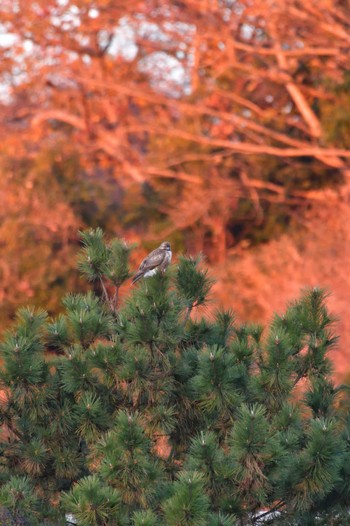 2022年12月26日(月) 長浜公園の野鳥観察記録