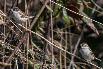 House Sparrow 熊本県 Sun, 2/11/2018