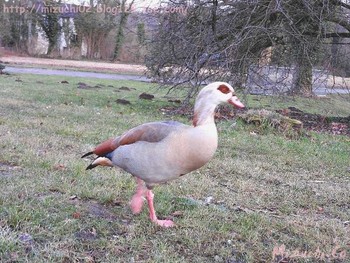 Egyptian Goose ドイツ Sun, 2/18/2018