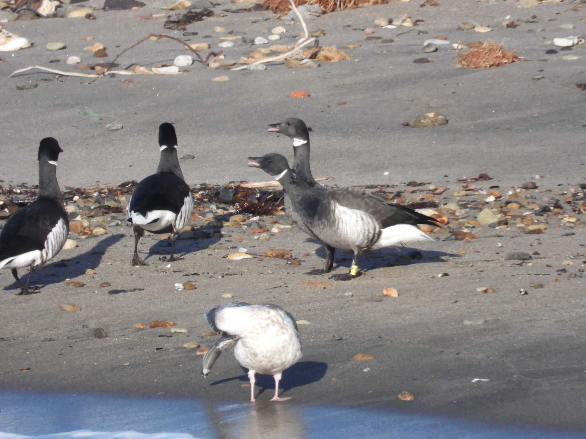 Brant Goose