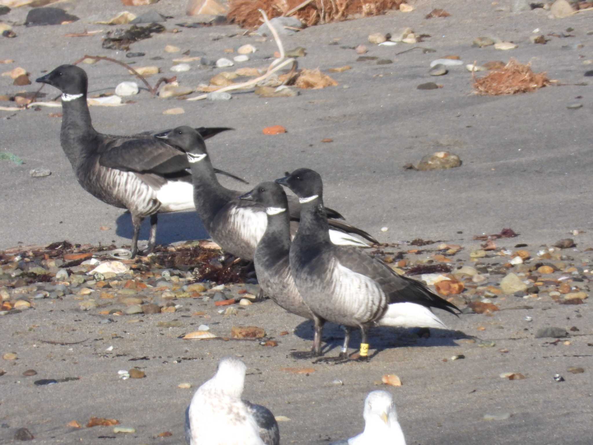 Brant Goose