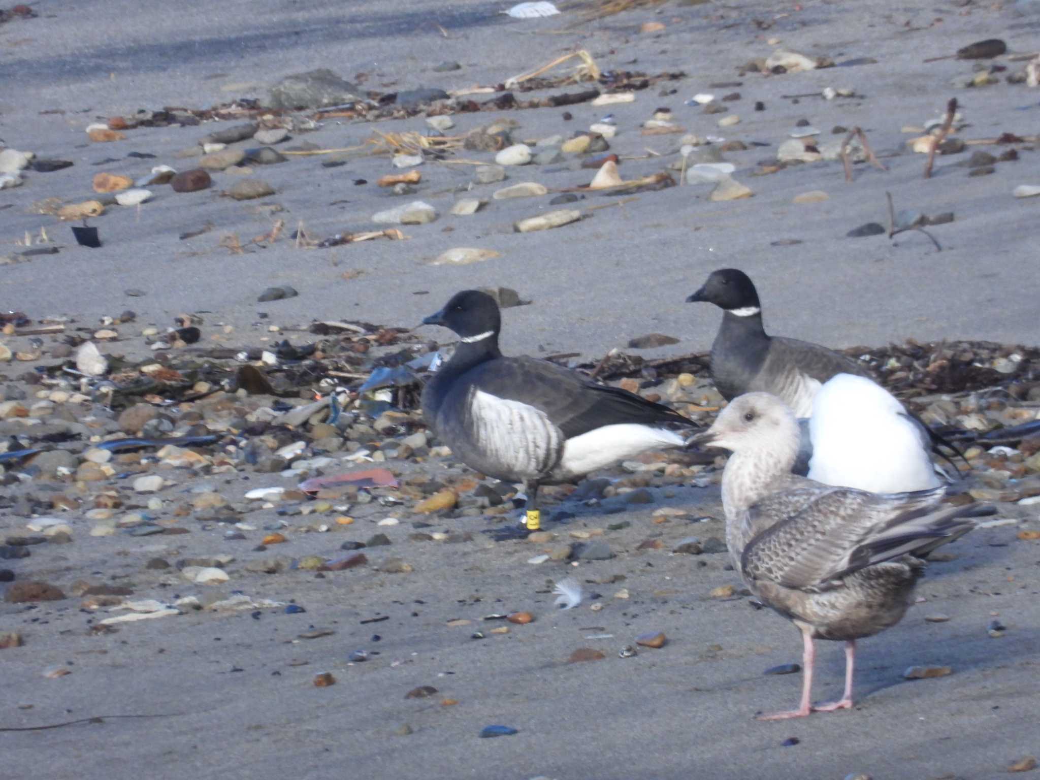 Brant Goose