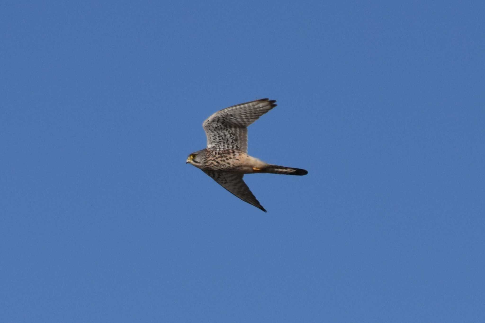 Common Kestrel