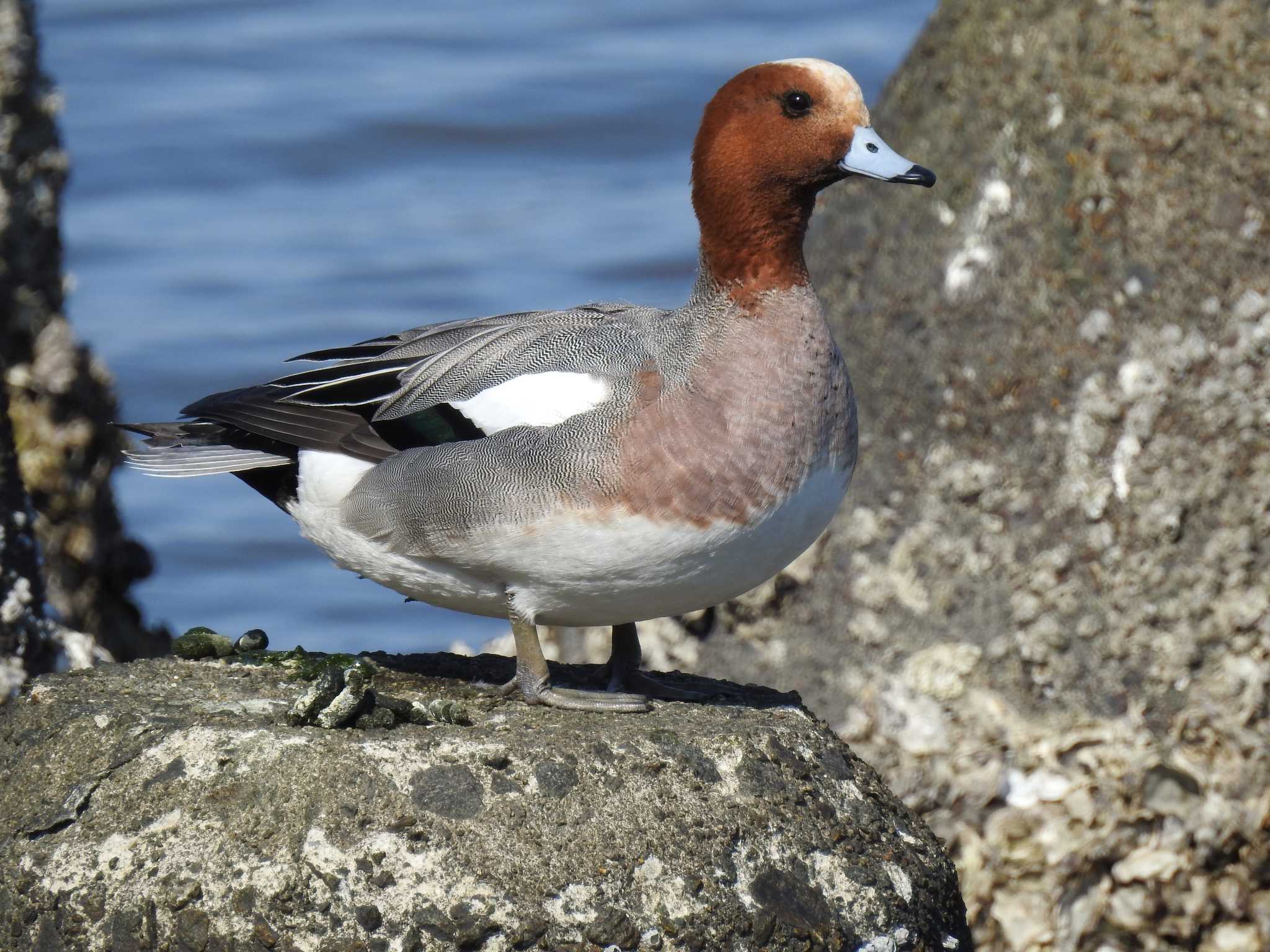 Eurasian Wigeon