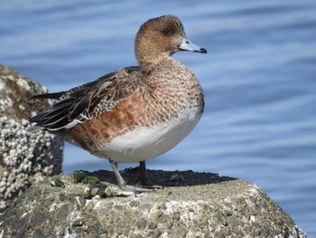 Eurasian Wigeon 加古川市　高砂市 Sat, 3/17/2018